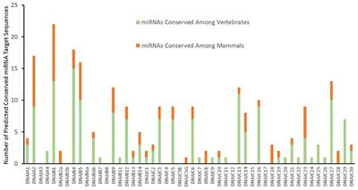 Deciphering Network Crosstalk: The Current Status and Potential of miRNA Regulatory Networks on the HSP40 Molecular Chaperone Network